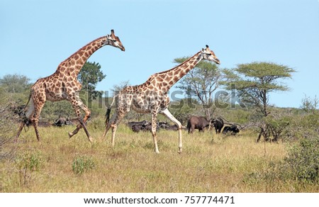 Two giraffes charging, running, in Kruger National Park in bright sunlight with buffaloes in background.