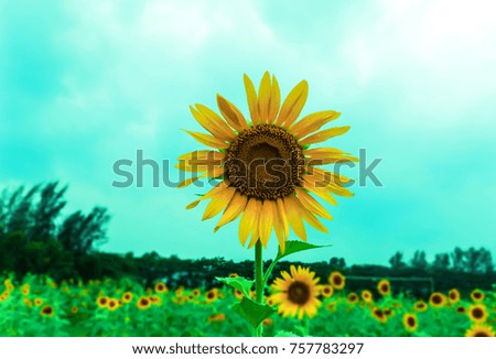 Sunflower in field with blur background