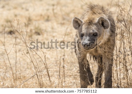 Spotted Hyena Walking 