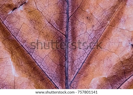 texture of tropical plants