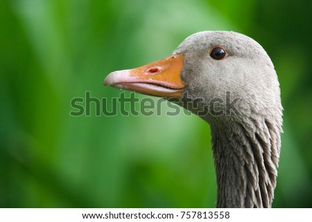 Portrait, head and neck of a Grey Goose, (Anser anser) with a green background in the nature. Portrait of a Greylag Goose
