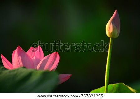 Beautiful lotus and delightful garden