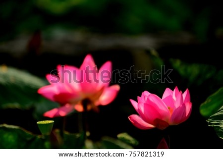 Beautiful lotus and delightful garden