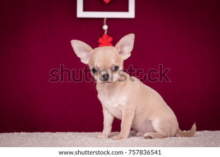 red chihuahua puppy