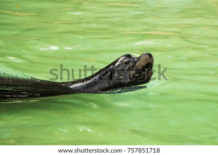 Seal in the water Berlin zoo