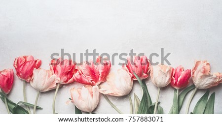 Pastel tulips flowers with water drops, top view, border.  Layout or springtime greeting card for  Mothers day,birthday, Valentine's Day, wedding or happy event