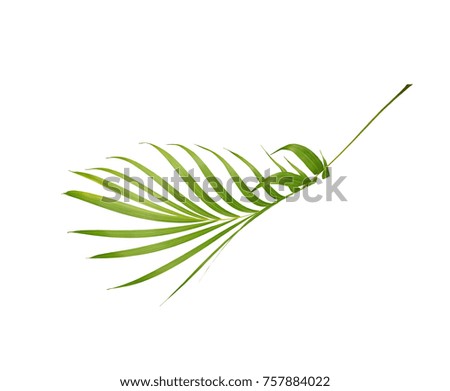 green leaf of palm tree isolated on white background