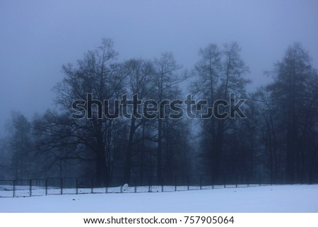 trees in the distance in the fog in the Gatchina park in the winter morning.