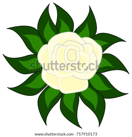 white rose with foliage