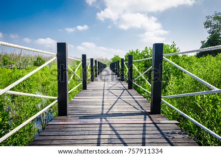 bridge between of mangrove, Thailand