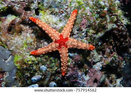 Noduled sea star (Fromia nodosa) underwater on the bottom of the sea  Royalty-Free Stock Photo #757914562