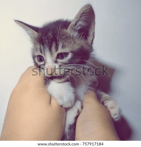 Cute little kitten in the hand  of a woman close up - vintage color styles