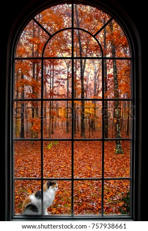 Cat in the window during autumn