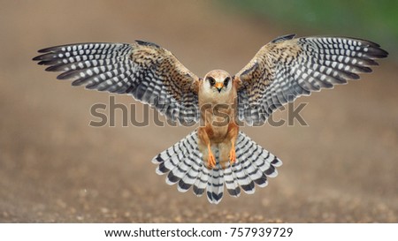 The red-footed Falcon in flight, (Falco vespertinus). Royalty-Free Stock Photo #757939729