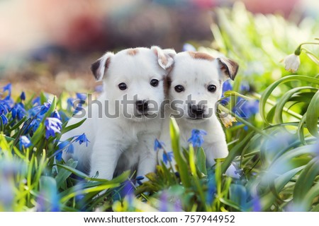 two white Jack Russell Terrier puppies sitting among blue flowers in summer 
