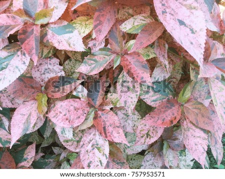 variegated leaves background