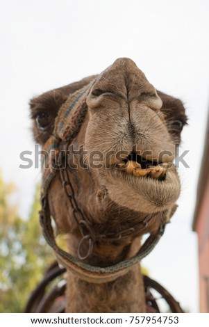 Camel's Muzzle.A camel looking straight into camera