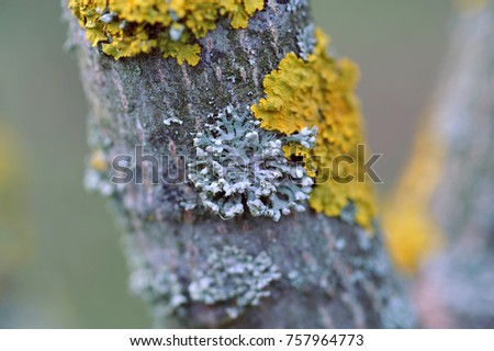 Yellow and blue-grey lichens on a tree - soft selected focus