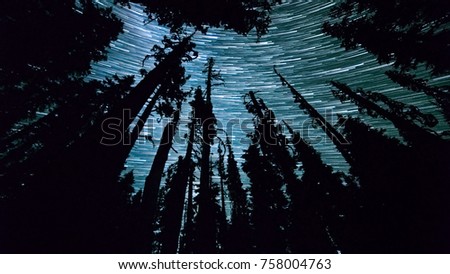 Fir Forest Night Sky Star Trails Over Oregon near Elk Meadow on Mt. Hood