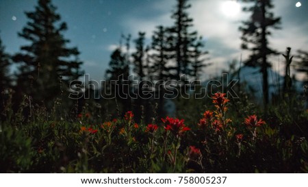 Indian paintbrush under stars by moonlight and mt. hood 2