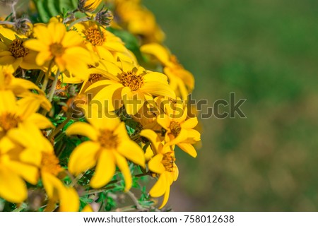 Yellow flowers of heliopsis closeup. Summer and autumn flowers yellow chamomile. At the left side with green background on right macro.