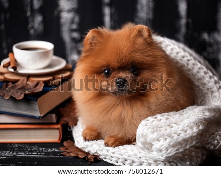 Pomeranian dog wrapped up in a blanket. A stack of books and a cup of coffee