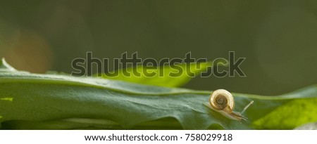Background: small snail of white and beige color, with small antennas, sliding on a leaf of wild salad and garden grass, illuminated by sun rays, sunset, italy