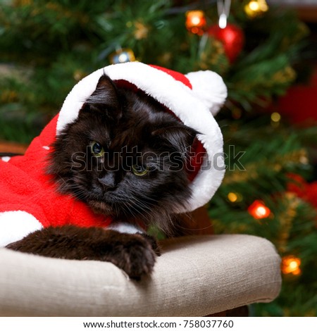 Picture of black cat in Santa costume in armchair