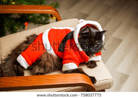 Christmas photo of black cat in Santa costume in armchair