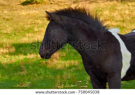A portrait of beautiful horse. 
