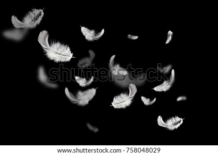 Soft white feathers floating in the air on the dark, black background Royalty-Free Stock Photo #758048029