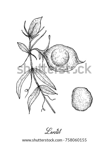 Vegetable, Illustration of Hand Drawn Sketch Fresh Lentil or Lens Culinaris Plant with Flower and Pods Isolated on White Background.
 Royalty-Free Stock Photo #758060155