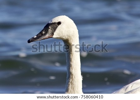Background with a trumpeter swan swimming in lake