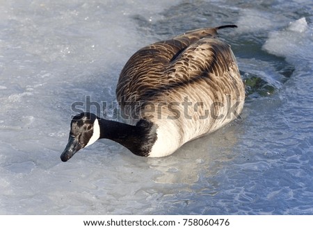 Beautiful image of a Canada goose walking on ice