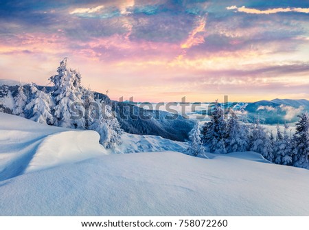 Frosty winter morning in Carpathian mountains with snow covered fir trees. Colorful outdoor scene before sunrise, Happy New Year celebration concept. Artistic style post processed photo.