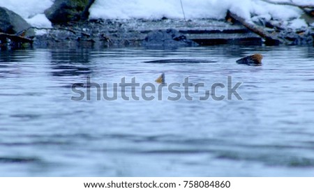 Just fins of salmon spawning in frozen winter stream