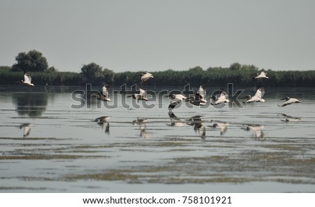 Group of pelicans taking flight.Wild flock of common great pelicans taking flight ( Pelecanus onocrotalus ) 
