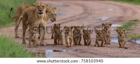 A large group kittens of lion (cub of lion)  and lioness (female of lion) are moving on savanna's road. It is a good illustration on soft light which shows wild life and natural habitat. Royalty-Free Stock Photo #758103940