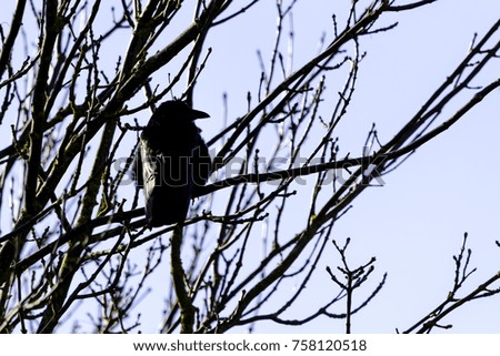 Wild raven in park - Bedfont Lakes Country Park, London