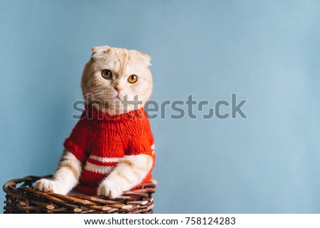 Cute scottish fold cat sitting in a basket wearing red sweater Royalty-Free Stock Photo #758124283