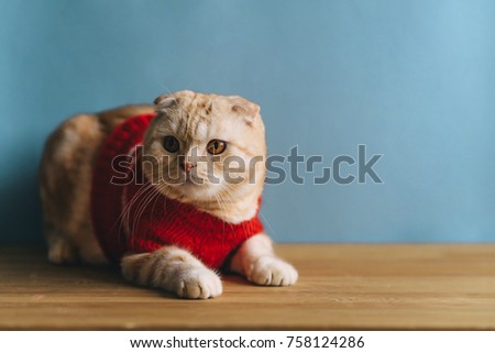 Cute scottish fold cat sitting in a basket wearing red sweater Royalty-Free Stock Photo #758124286