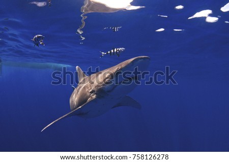 An Oceanic White Tip Shark is swimming in the open ocean in clear blue water close to the surface.