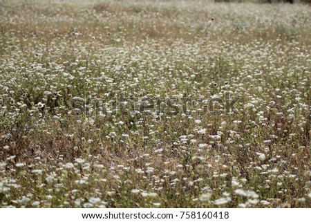 Part of meadow with white flowers