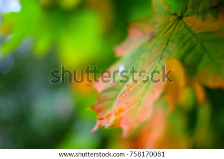 Beautiful picture. Autumn leaf of a tree, a very small depth of field, the background is strongly blurred.
