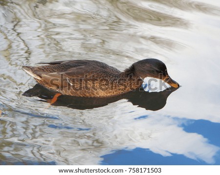 Female mallard duck swimming on a river