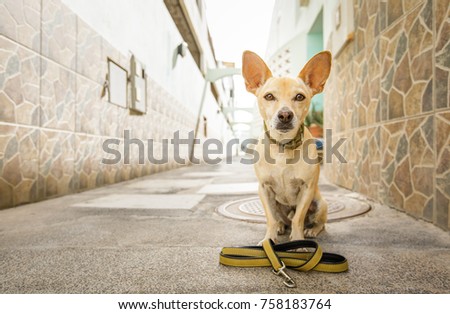 chihuahua dog waiting for owner to play  and go for a walk with leash outdoors