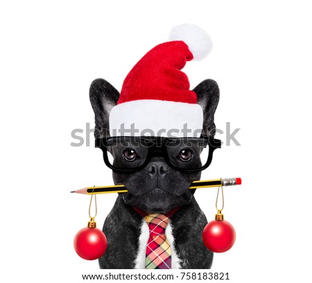 office businessman french bulldog dog with pen or pencil in mouth   isolated on white background, on christmas holidays vacation with santa claus hat