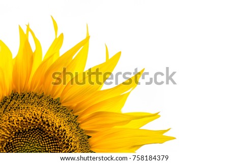 Corner close-up of sunflower leaves on white background