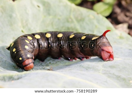Incredibly beautiful picture of the caterpillar of the sailor. An unusual thick caterpillar with yellow spots on the body eats a leaf of cabbage. An insect pest eats an agricultural crop
