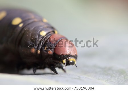 Incredibly beautiful picture of the caterpillar of the sailor. An unusual thick caterpillar with yellow spots on the body eats a leaf of cabbage. An insect pest eats an agricultural crop